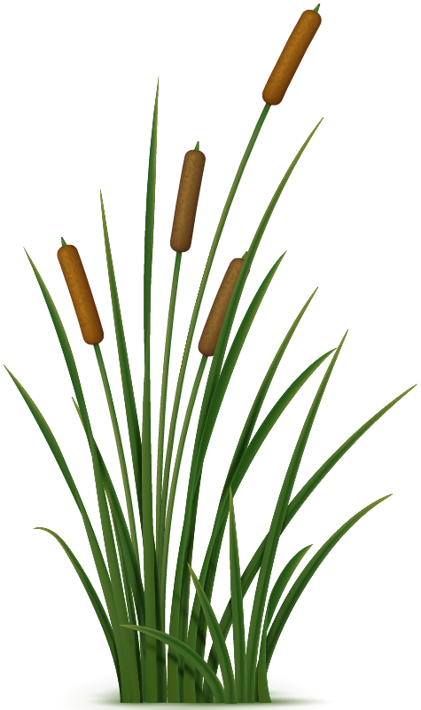 Cat Tails graphic
