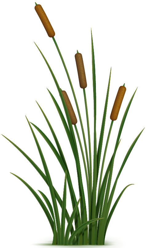 Cat Tails graphic