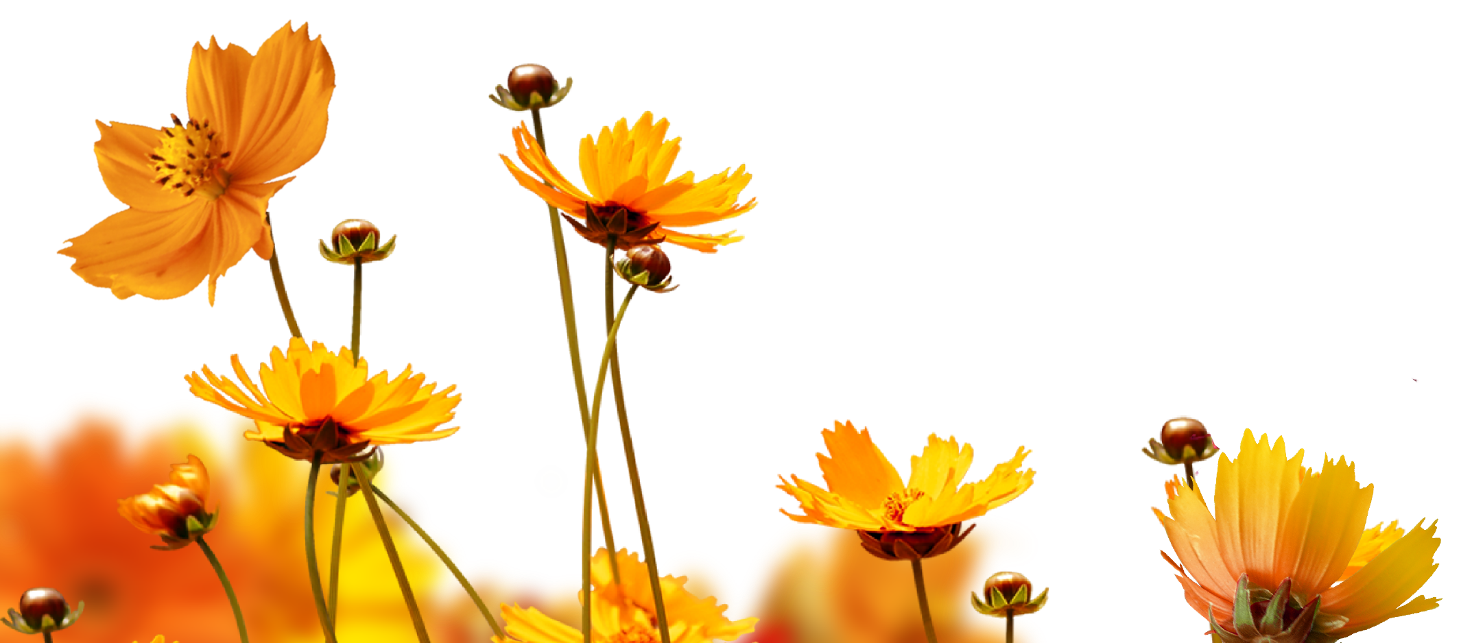 Flower background Graphic